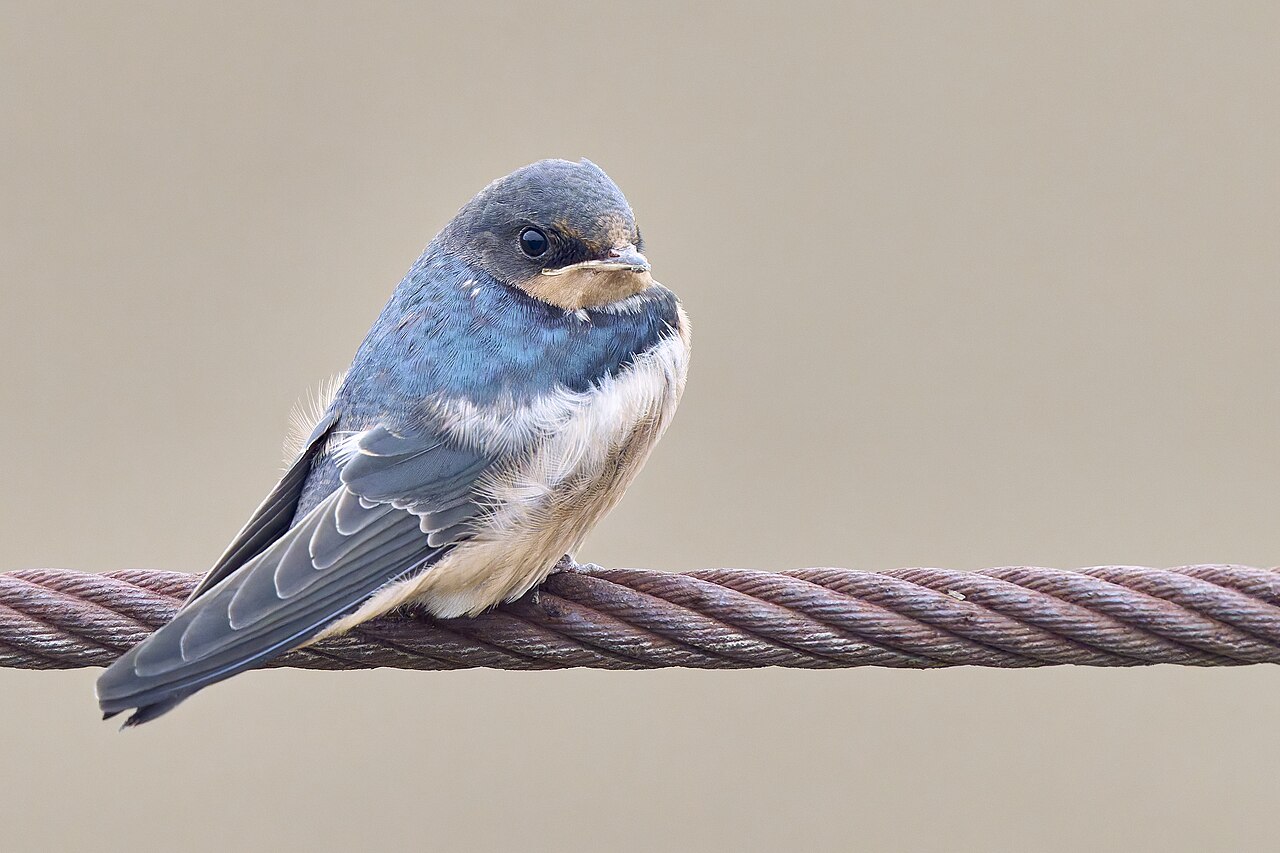 Barn swallow