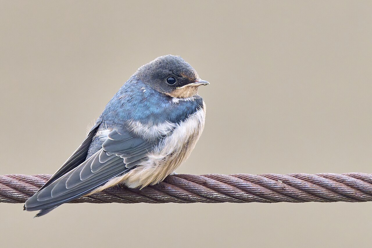 Barn swallow