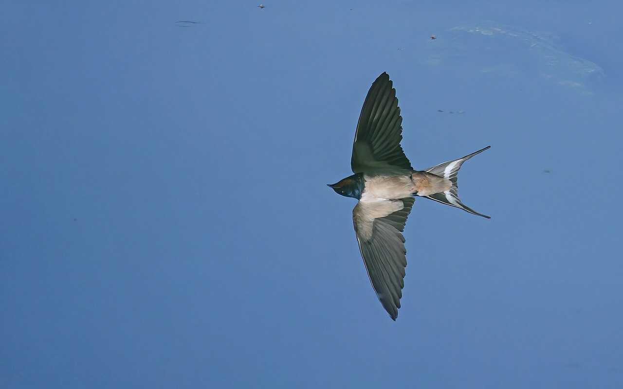 Barn swallow