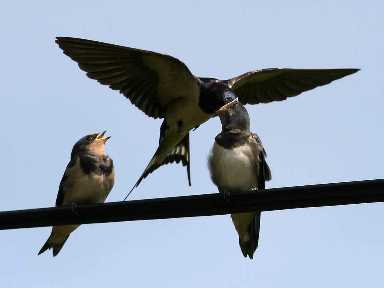 Barn swallow