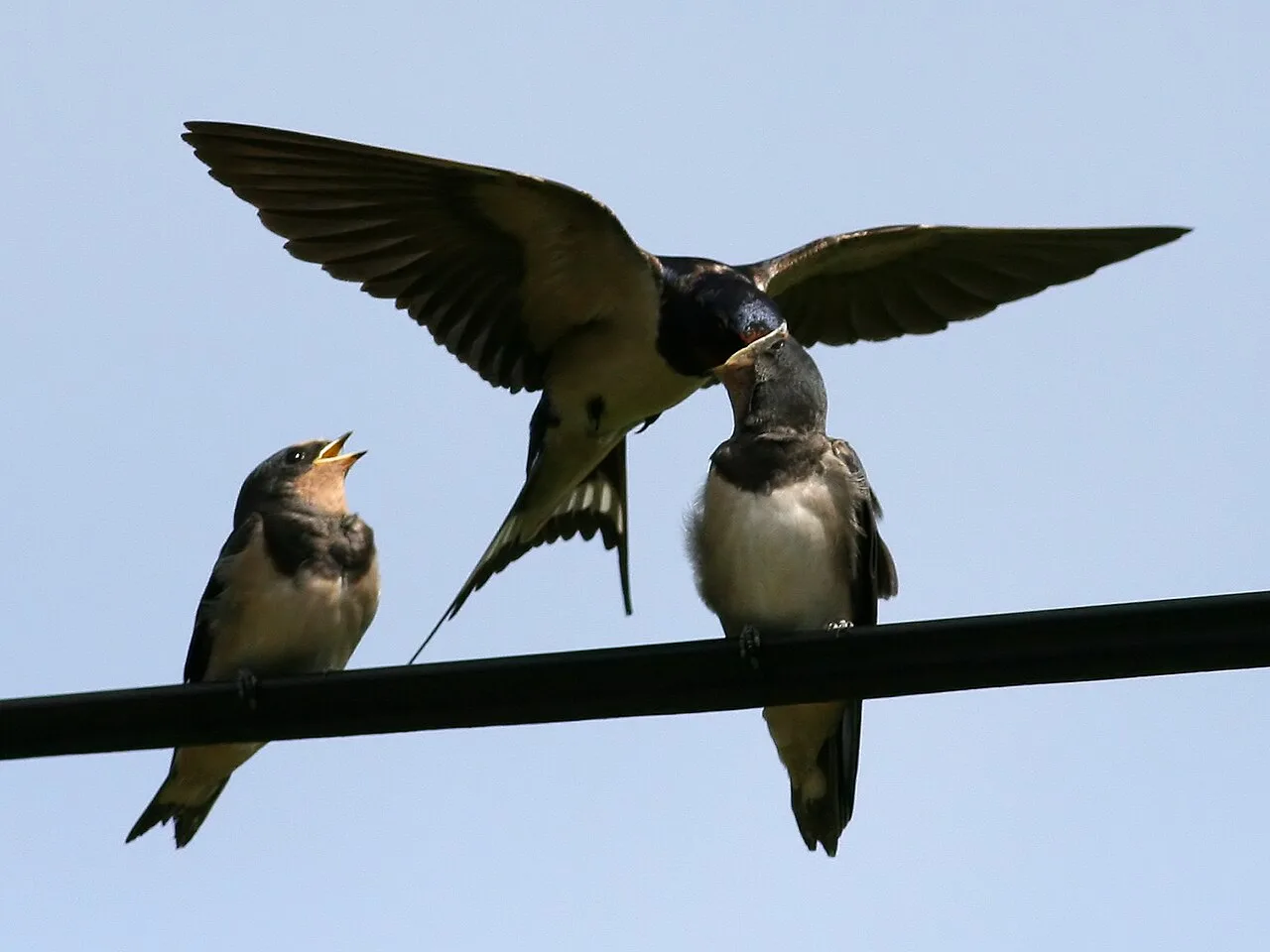 Barn swallow