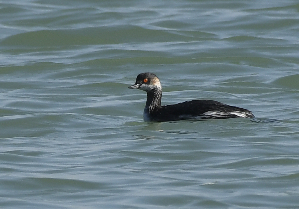 Black-necked grebe