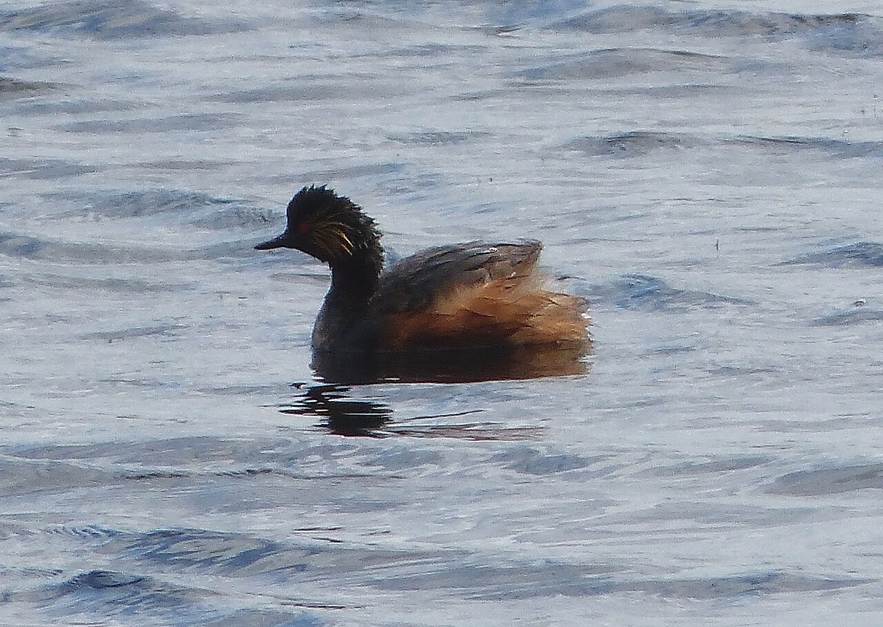 Black-necked grebe