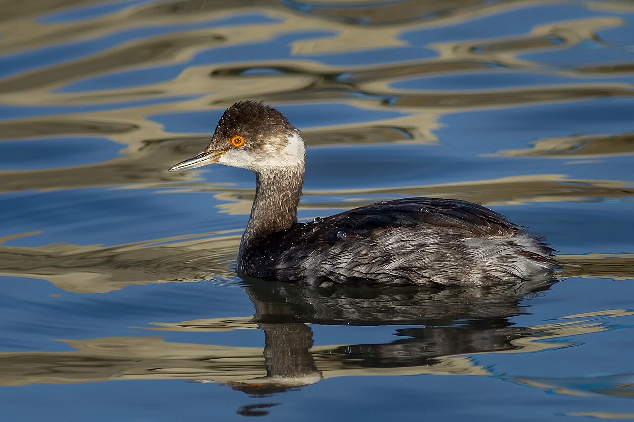 Black-necked grebe