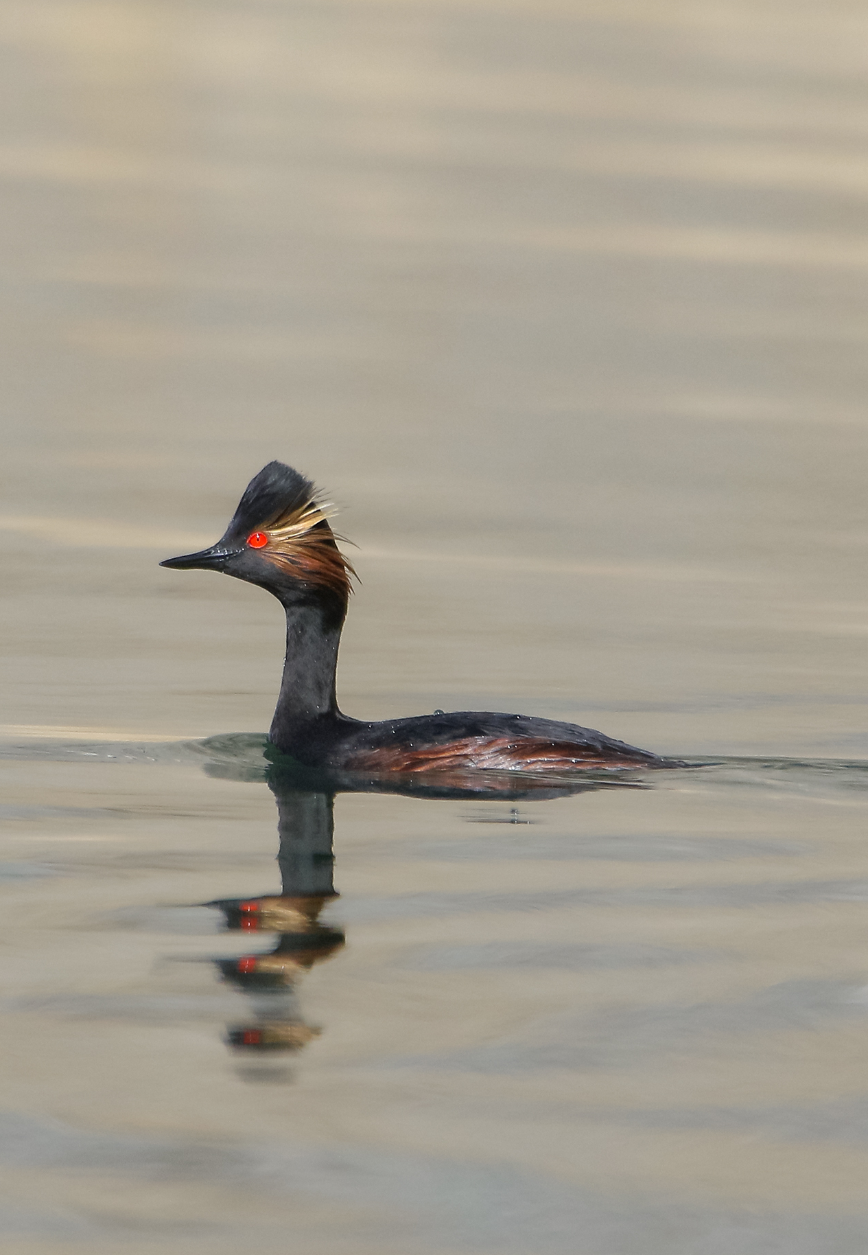 Black-necked grebe