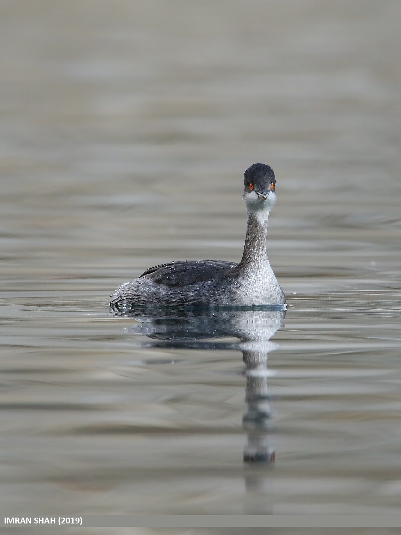 Black-necked grebe