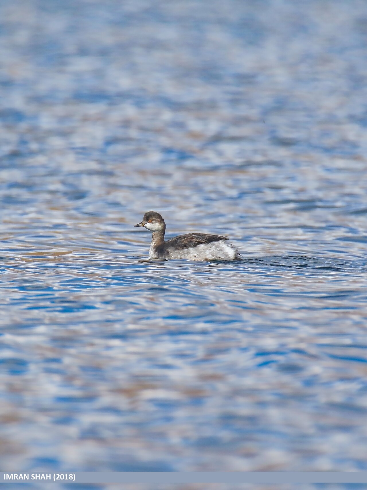 Black-necked grebe