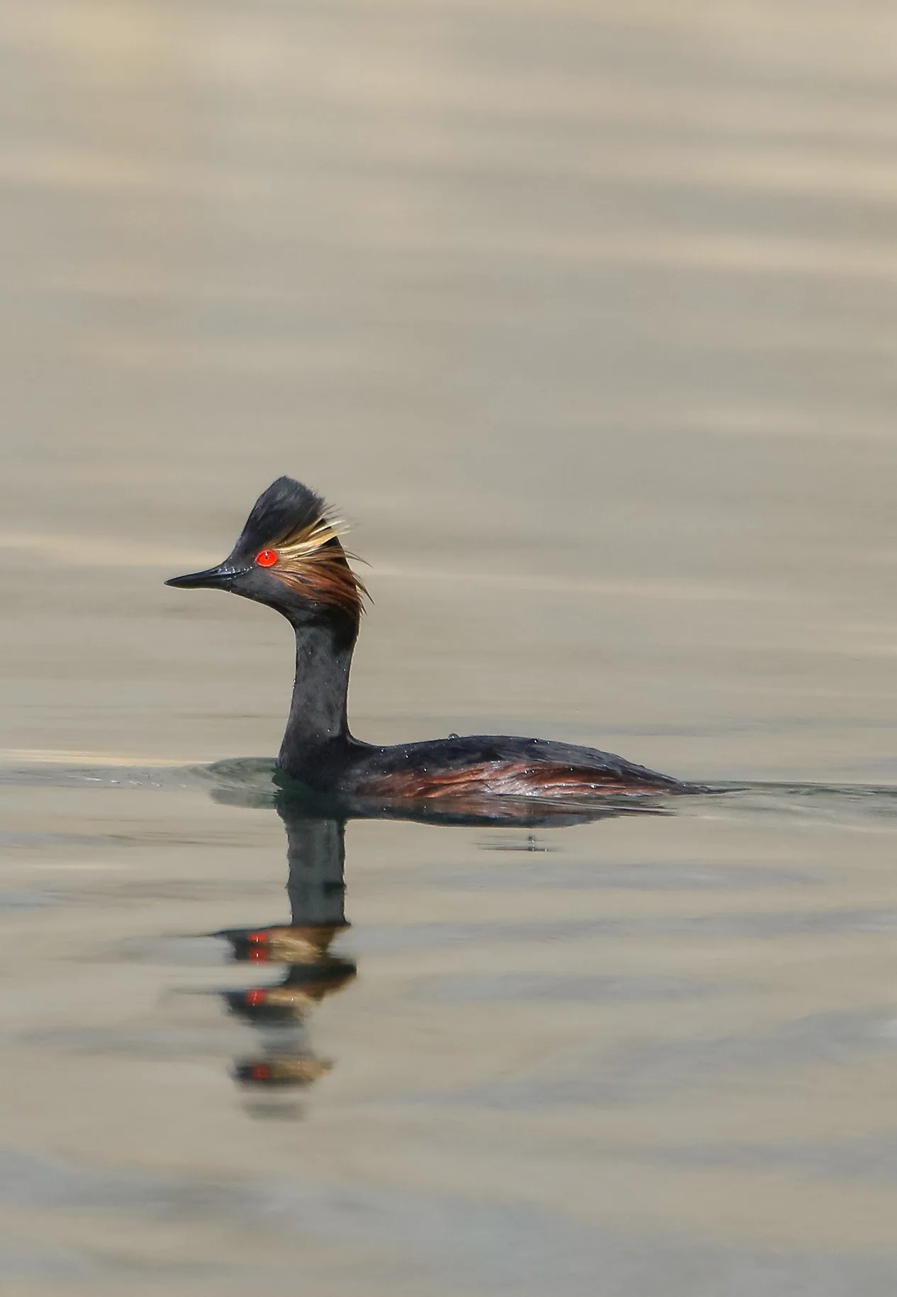Black-necked grebe