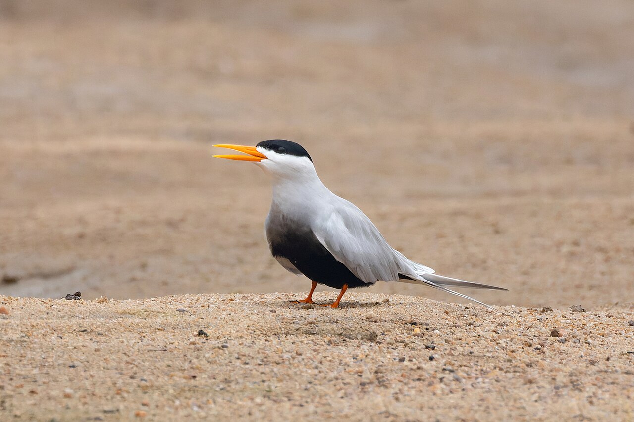 Black tern