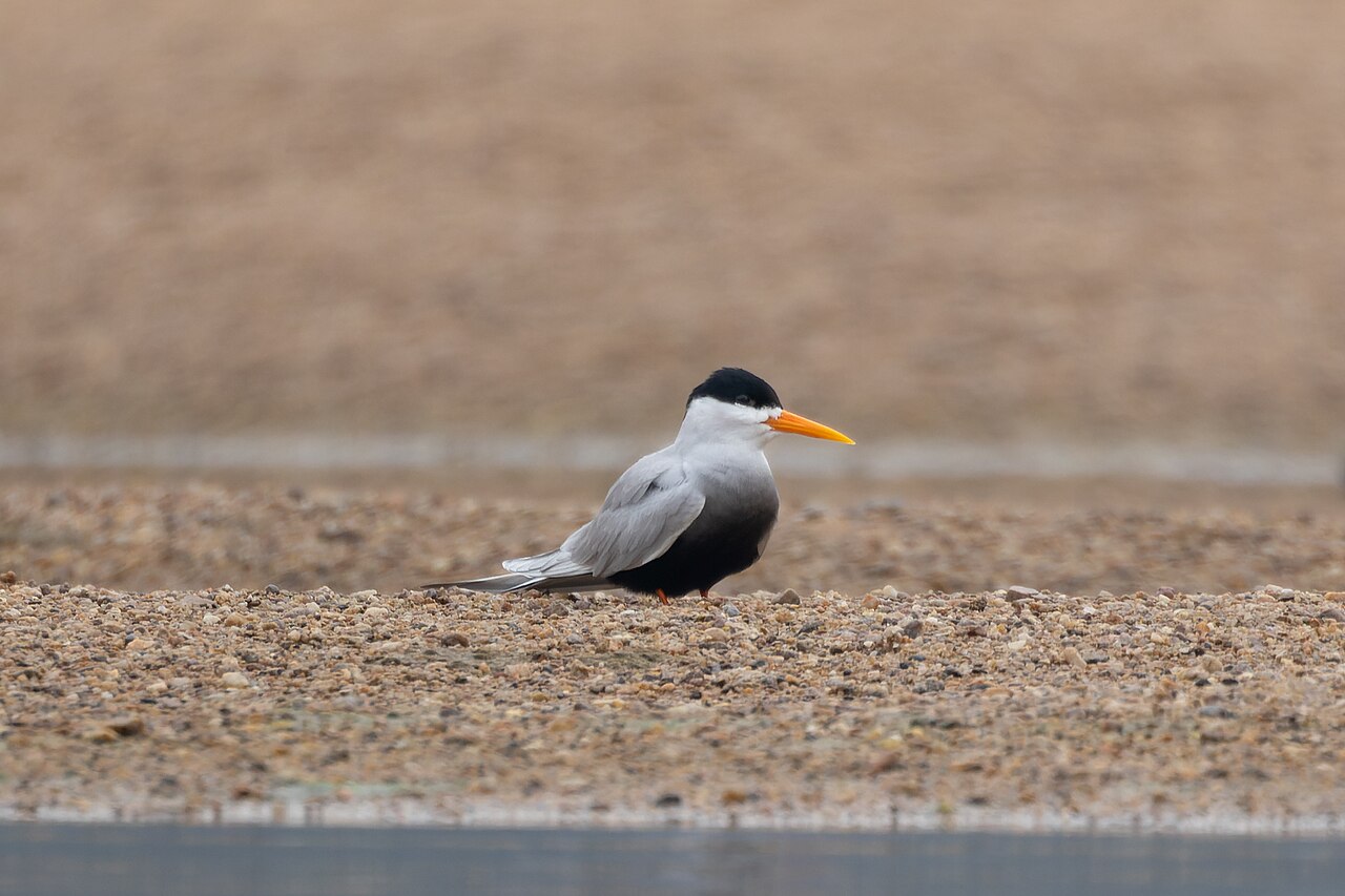 Black tern