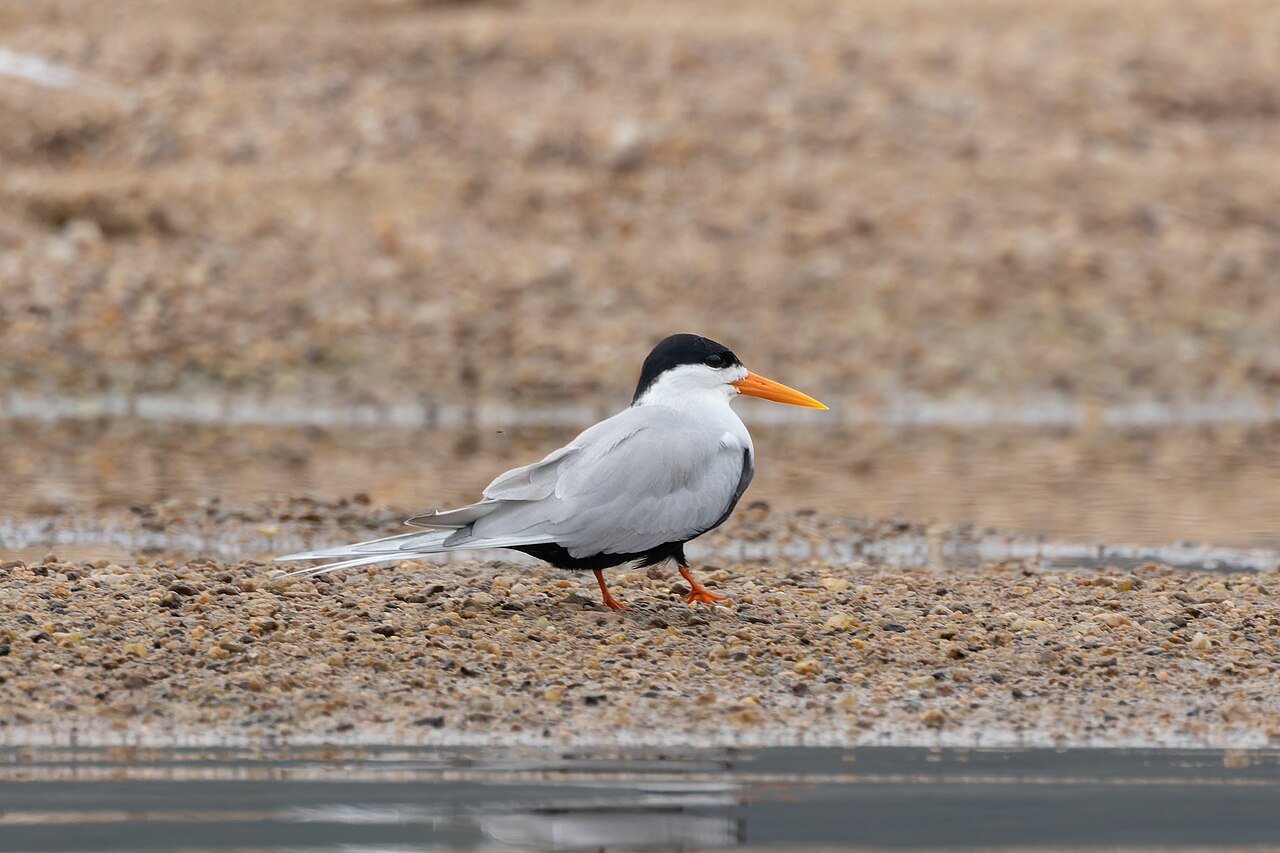 Black tern