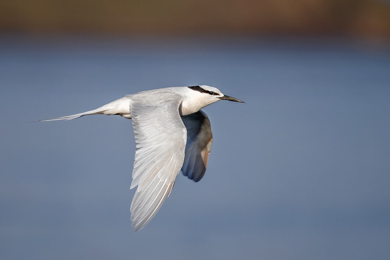 Black tern