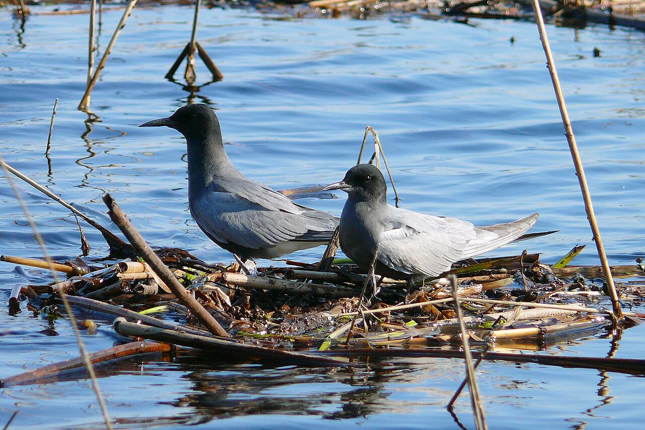 Black tern