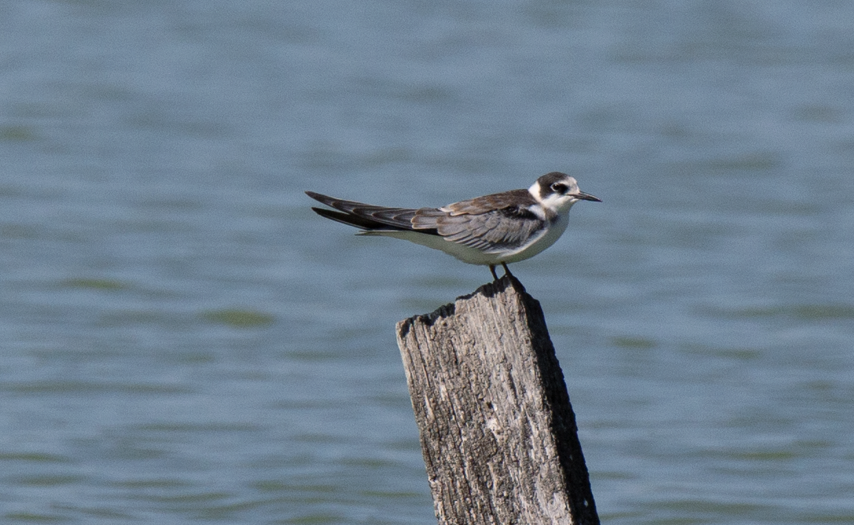 Black tern