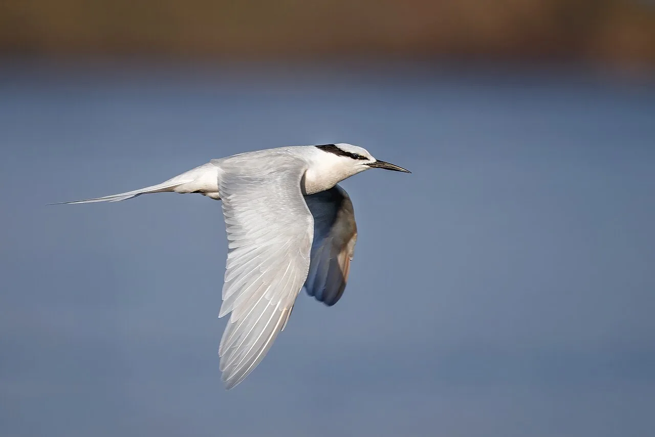 Black tern