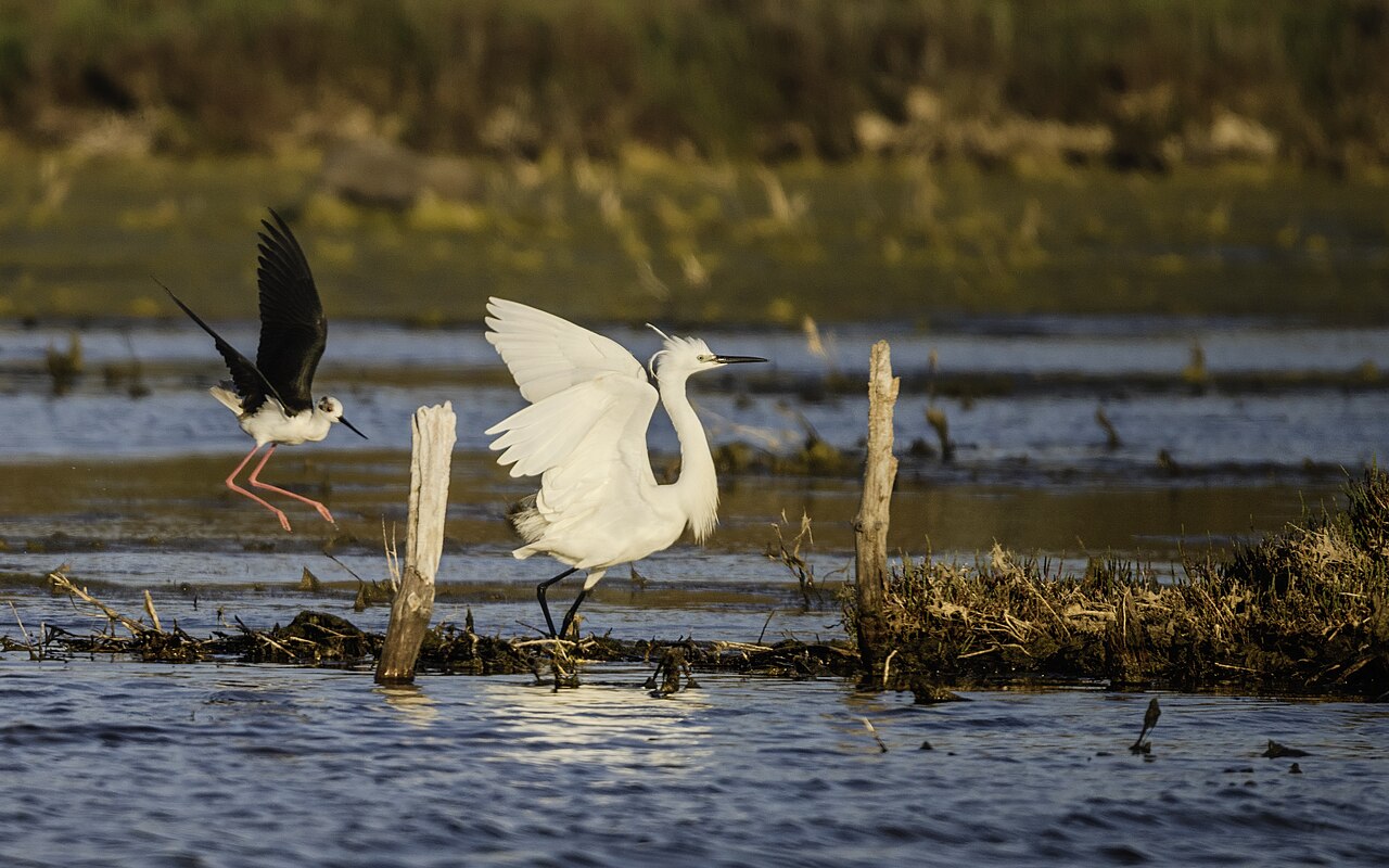 Black-winged stilt