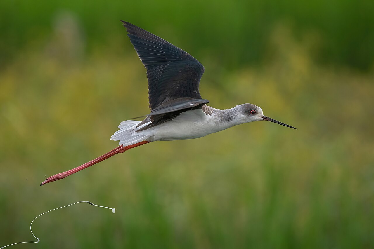 Black-winged stilt
