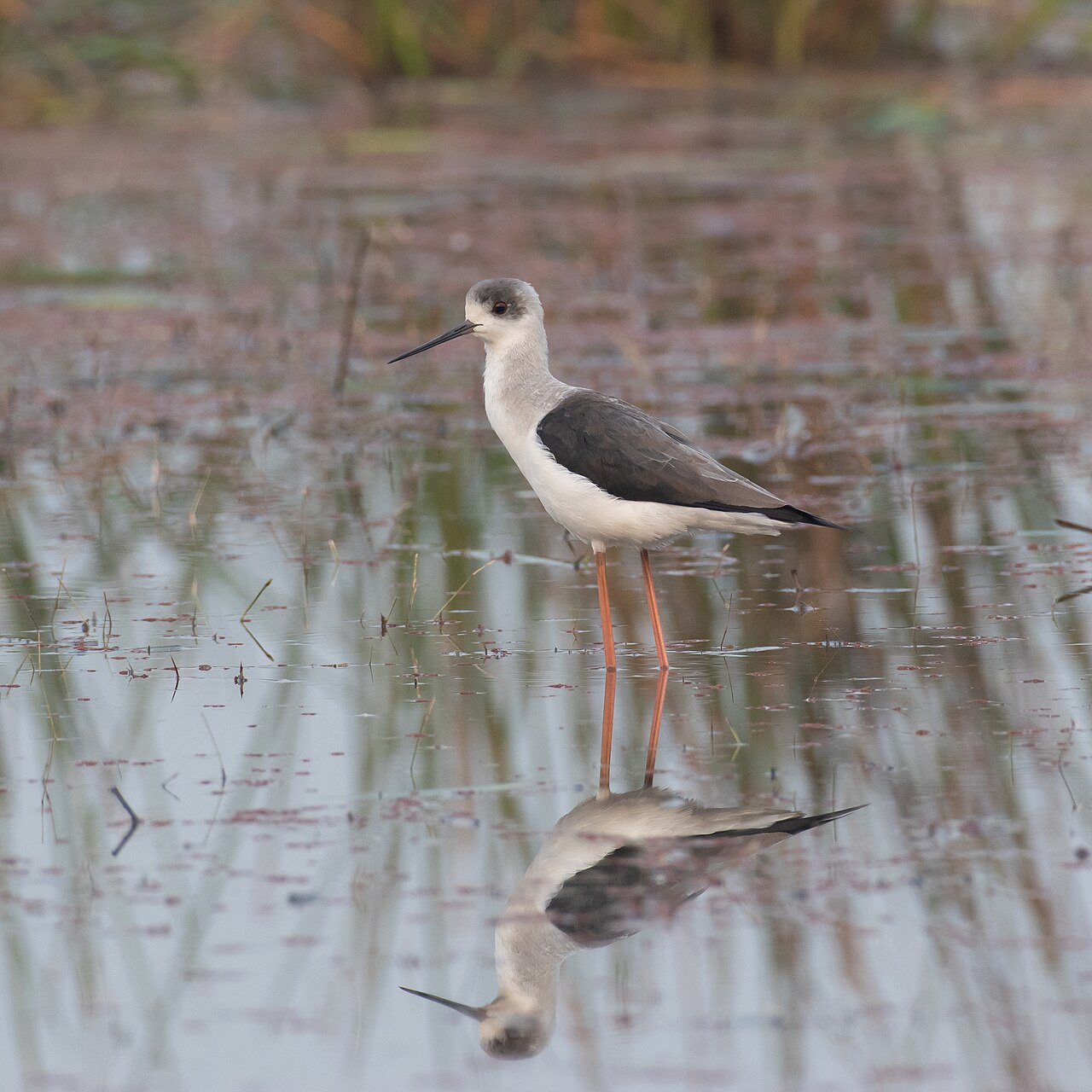 Black-winged stilt