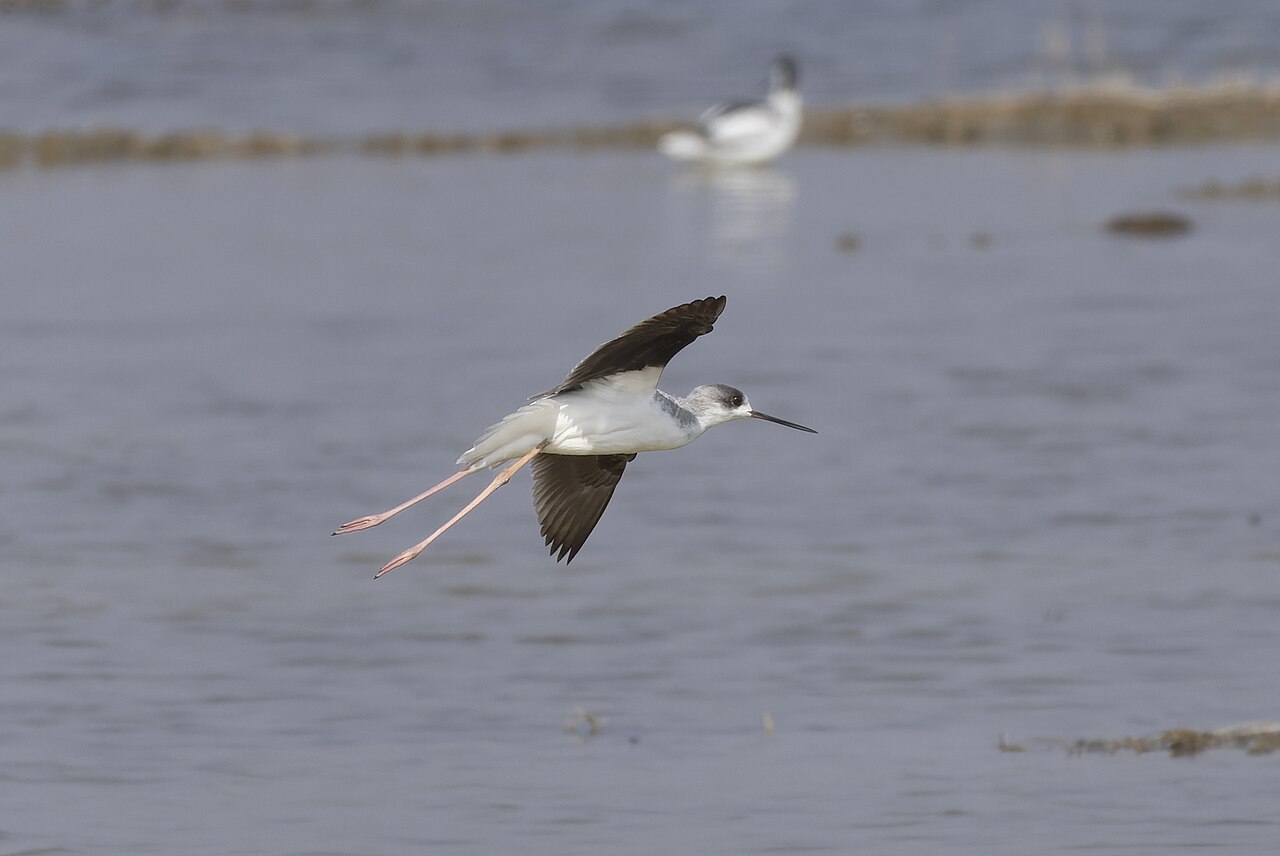 Black-winged stilt