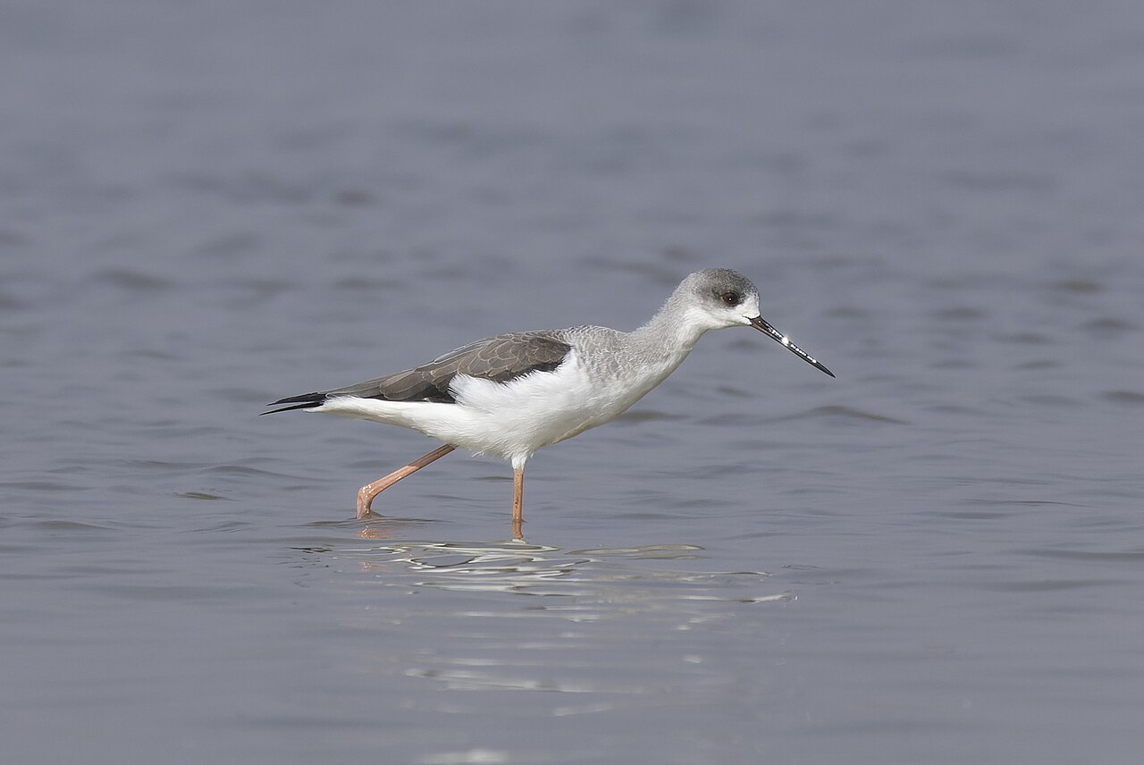 Black-winged stilt