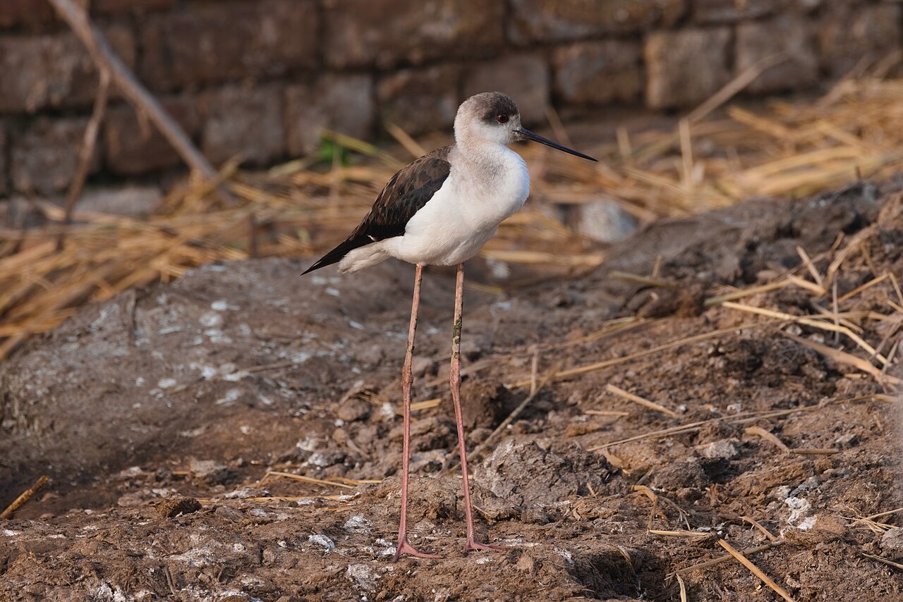 Black-winged stilt