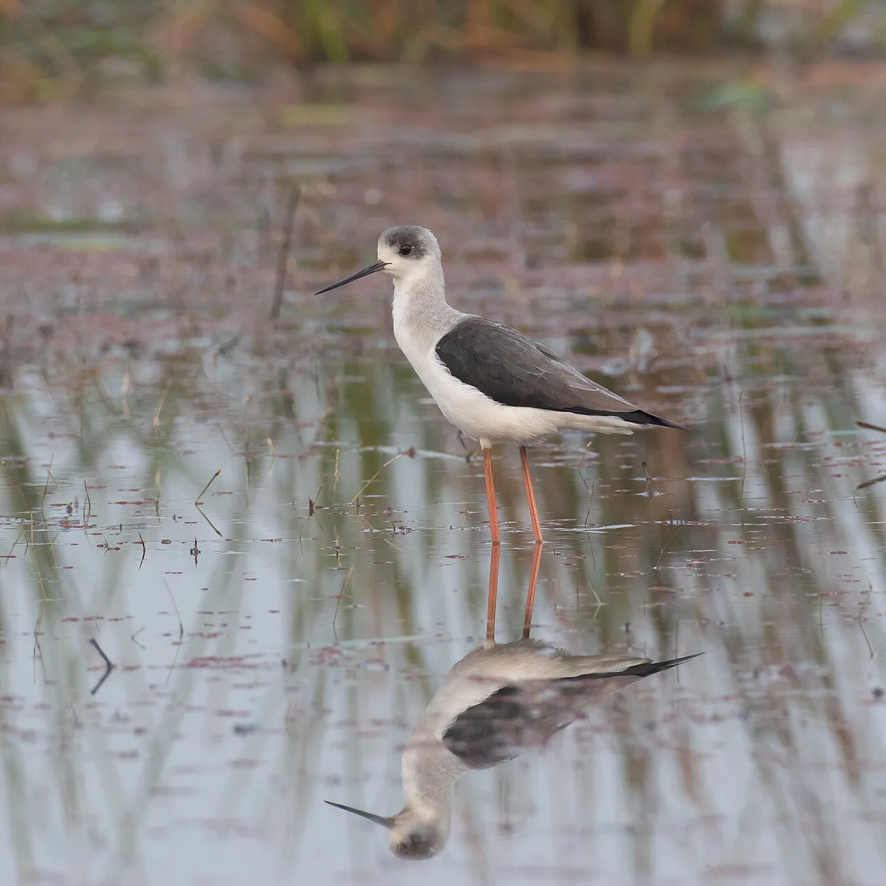 Black-winged stilt
