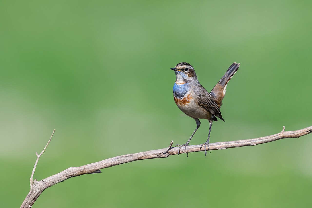 Bluethroat
