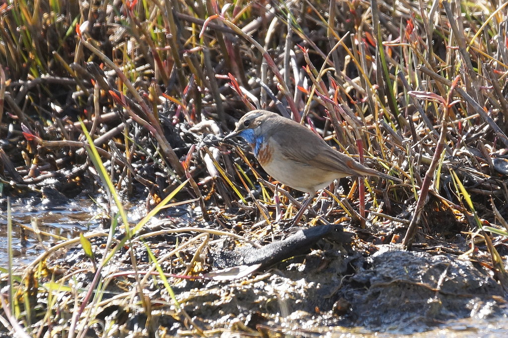 Bluethroat