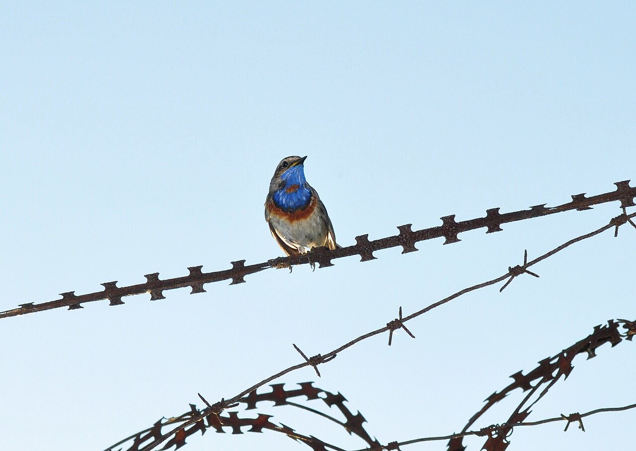 Bluethroat