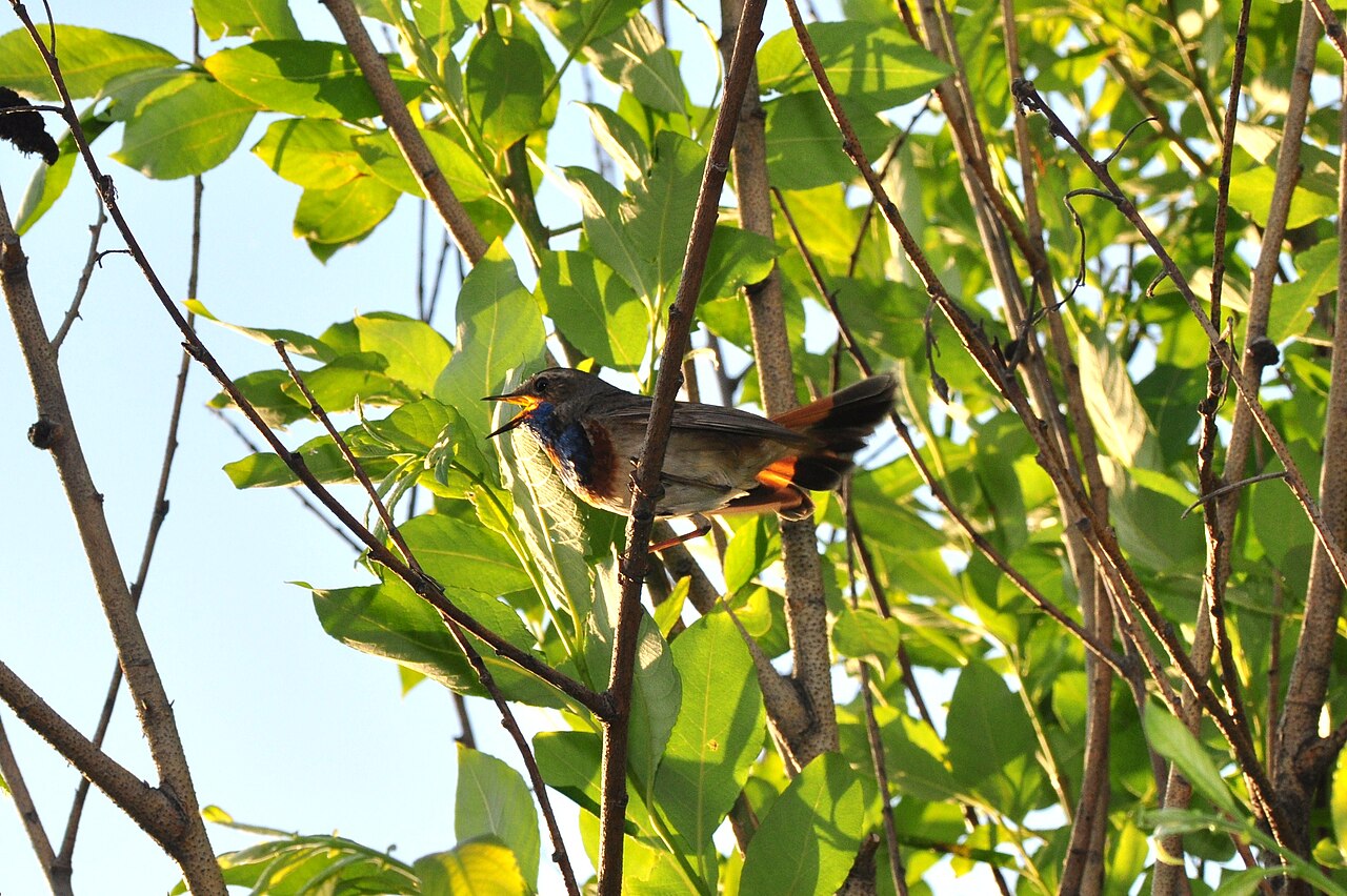 Bluethroat