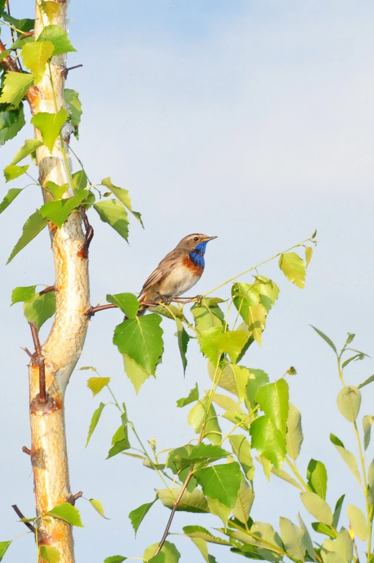 Bluethroat