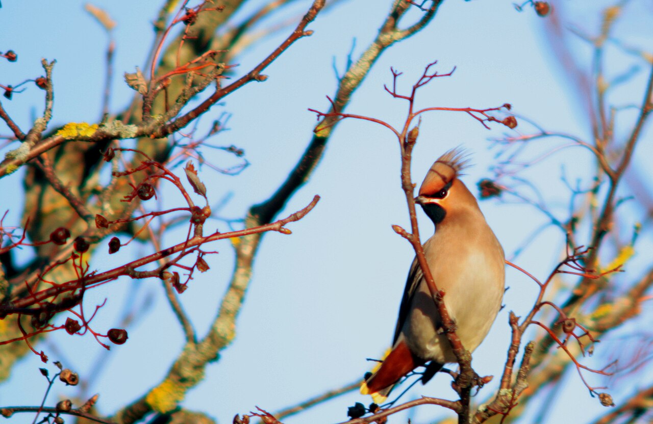 Bohemian waxwing