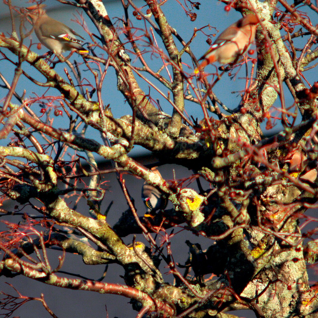 Bohemian waxwing