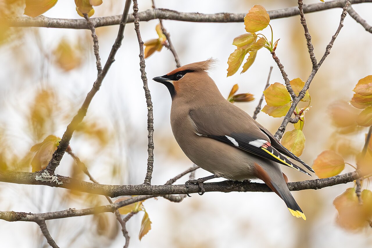 Bohemian waxwing