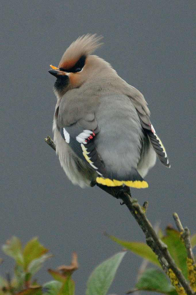 Bohemian waxwing
