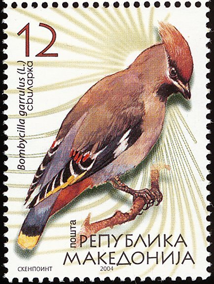 Bohemian waxwing