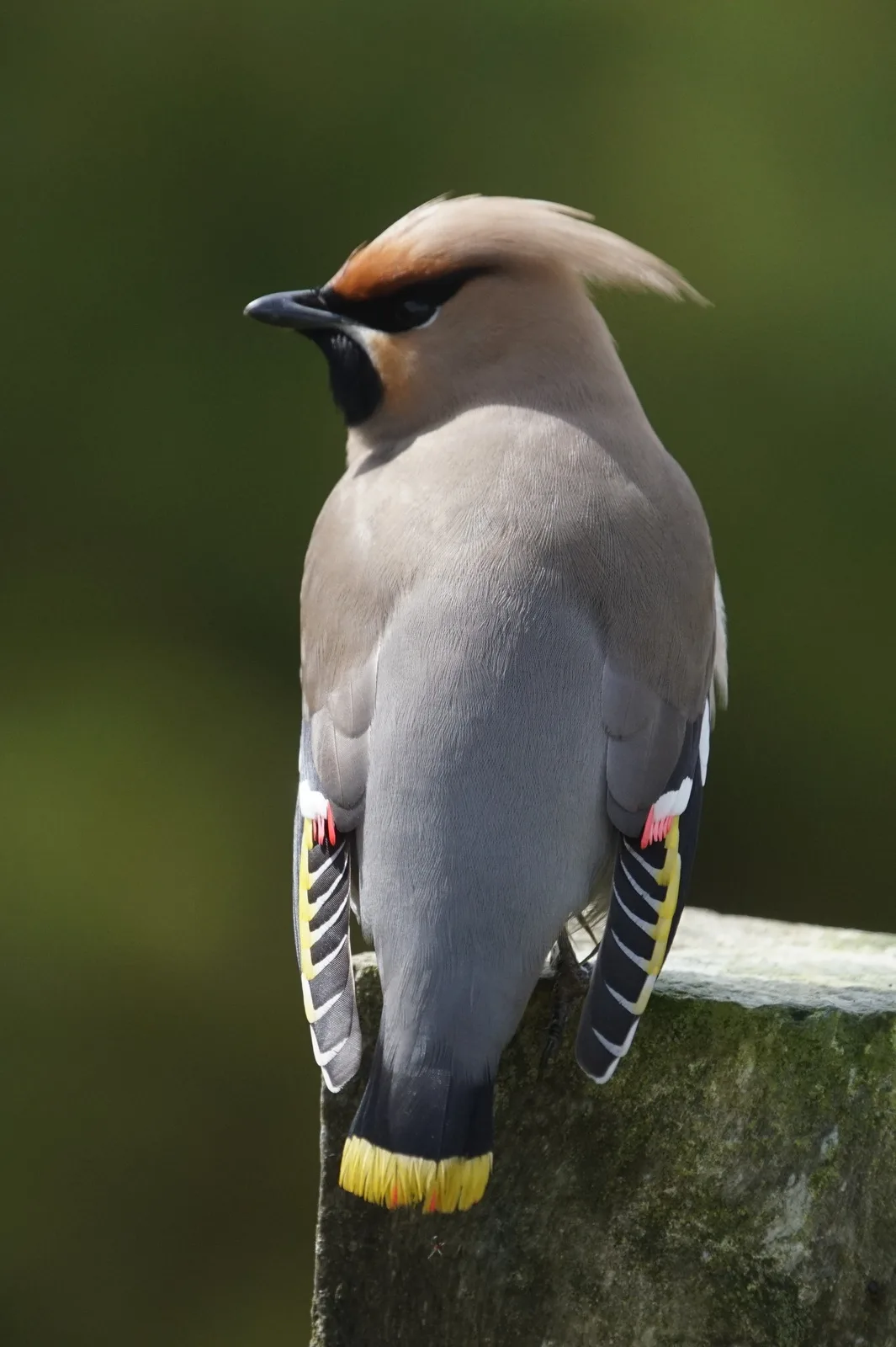 Bohemian waxwing