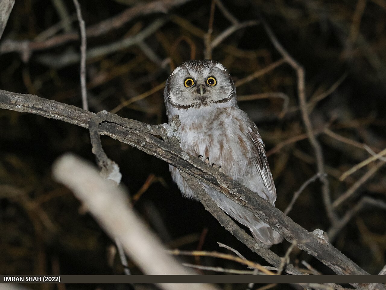 Boreal owl