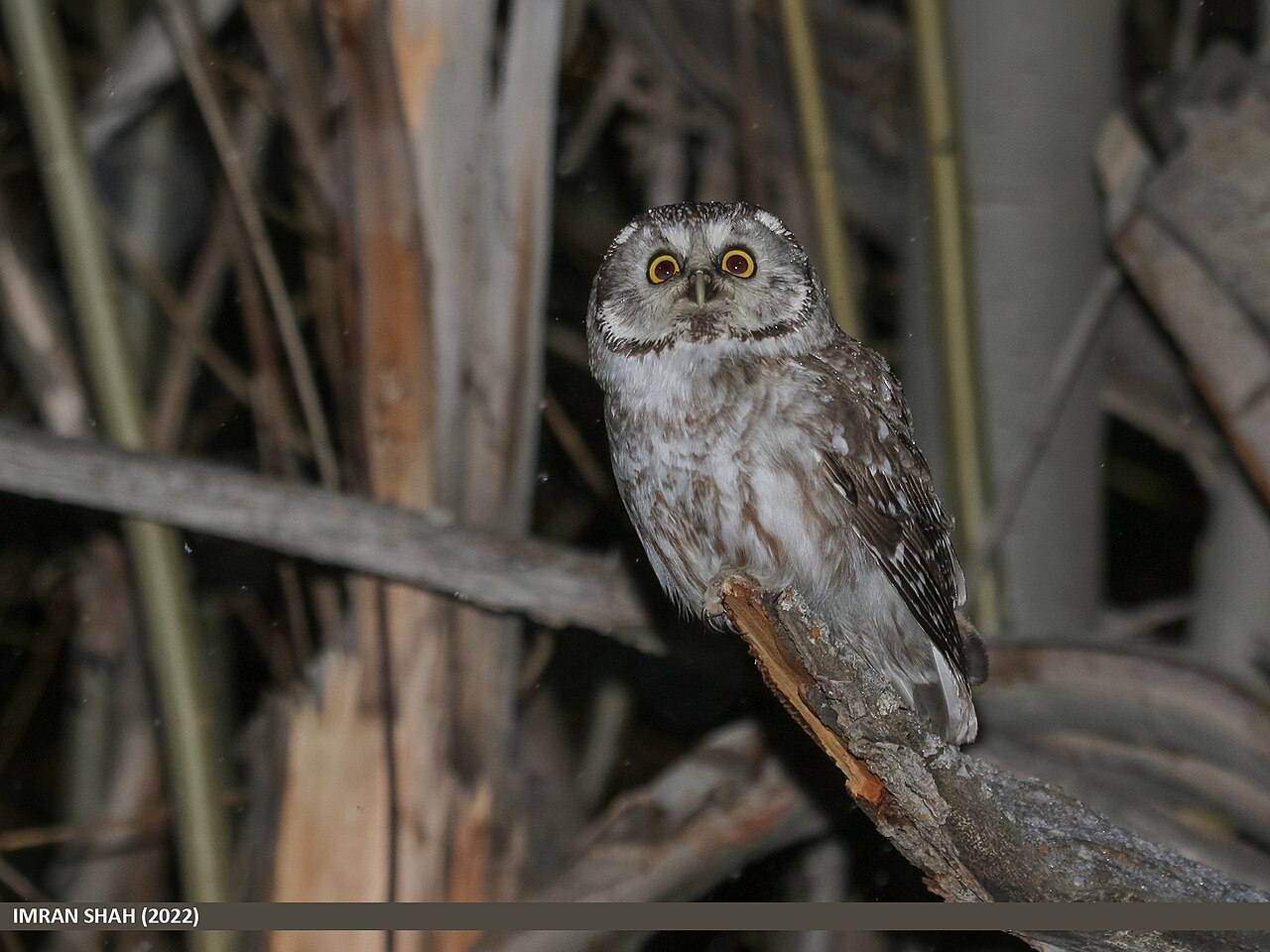 Boreal owl