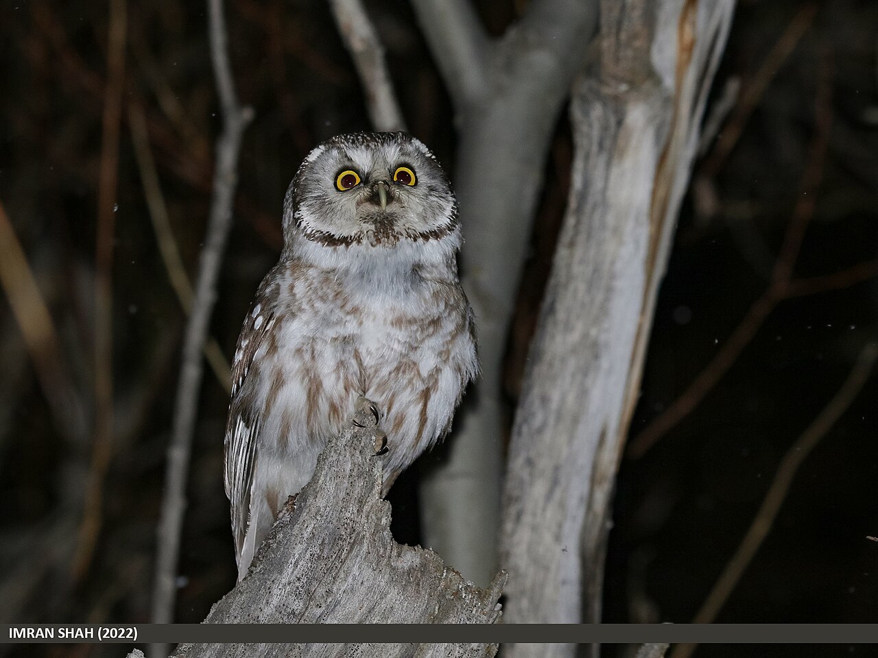 Boreal owl