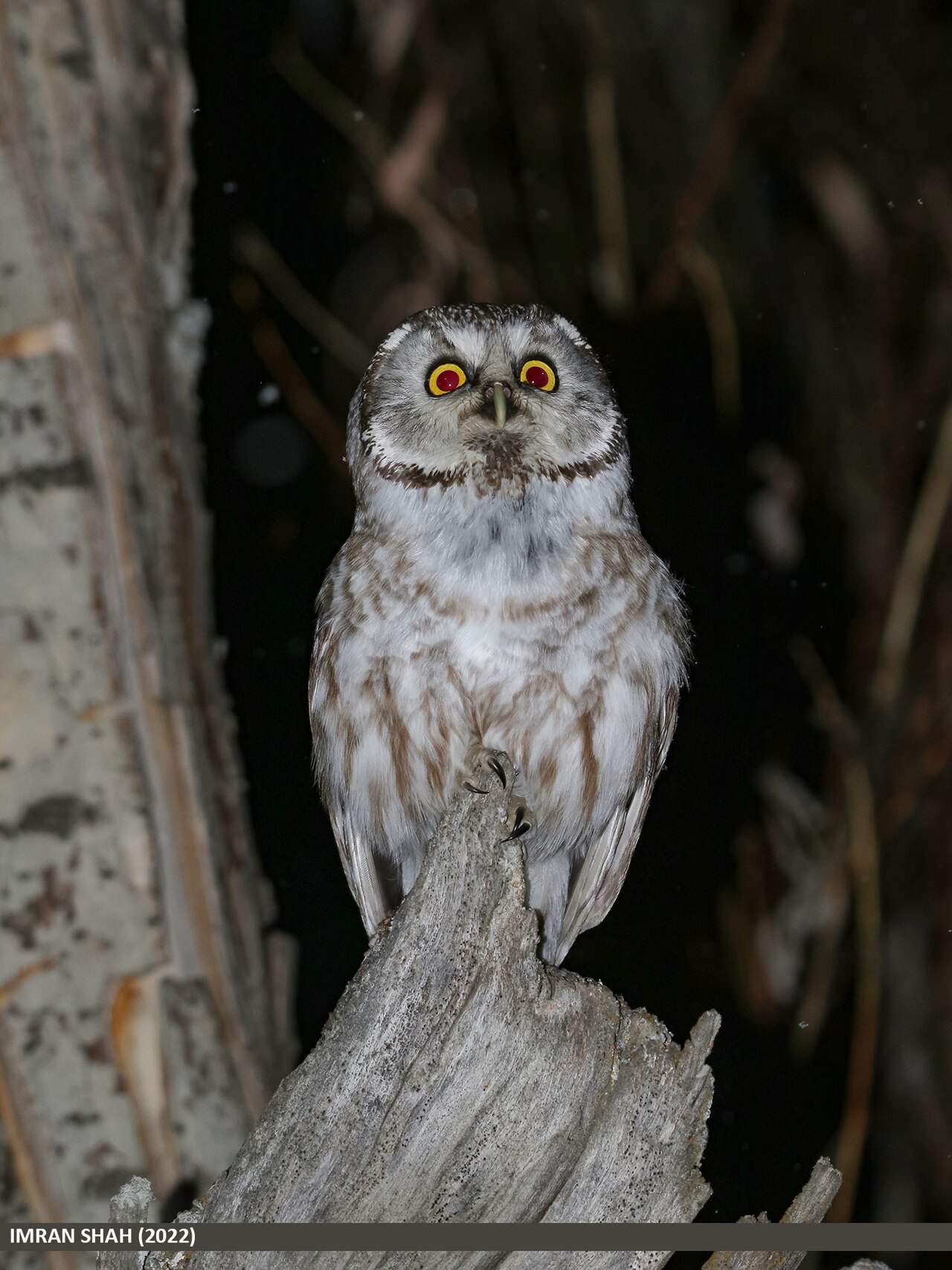 Boreal owl