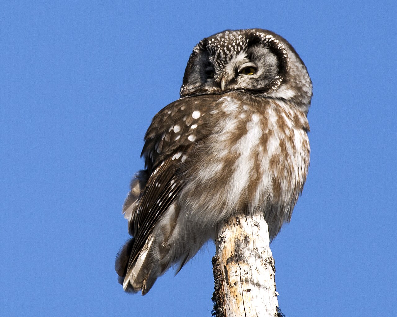 Boreal owl