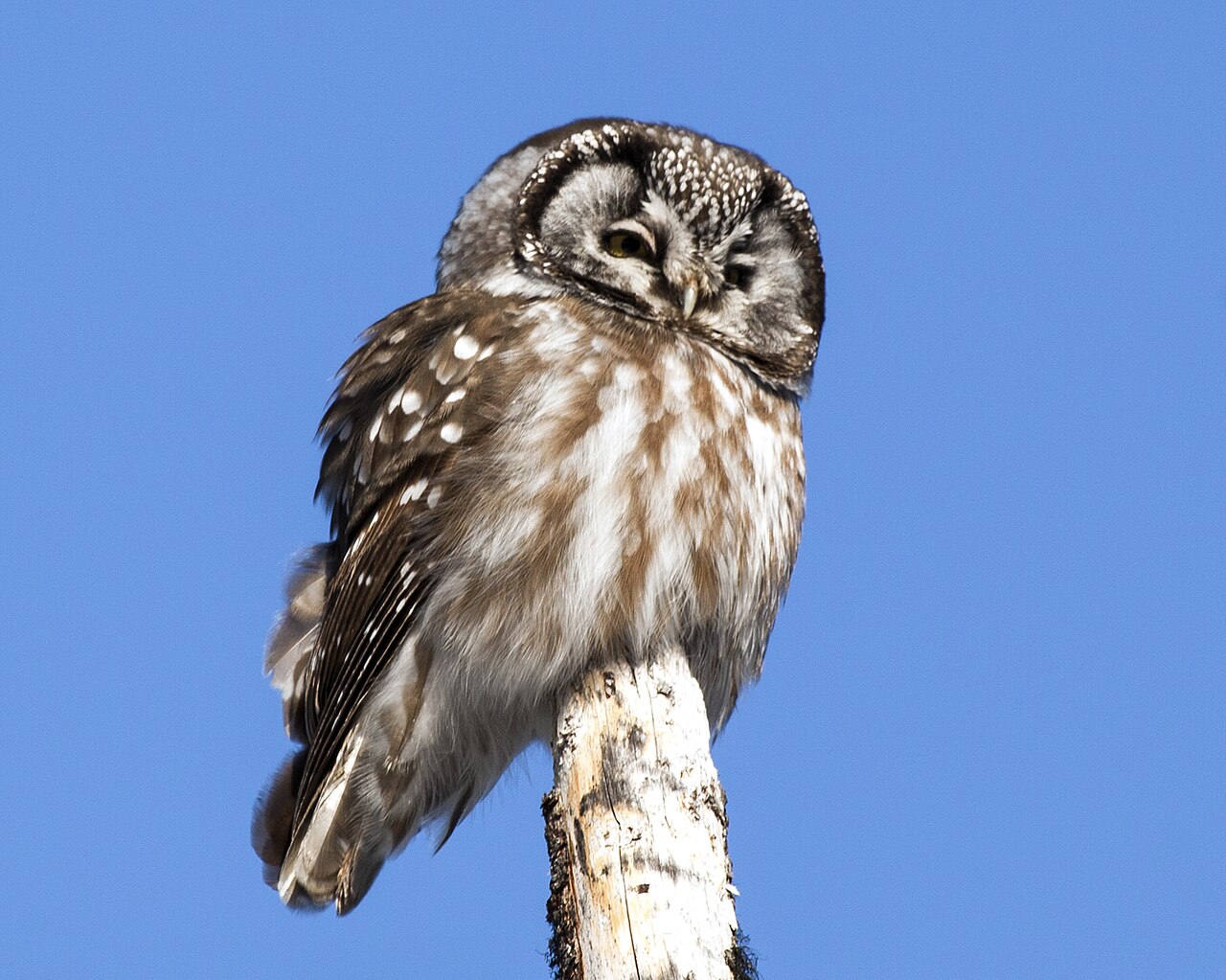 Boreal owl