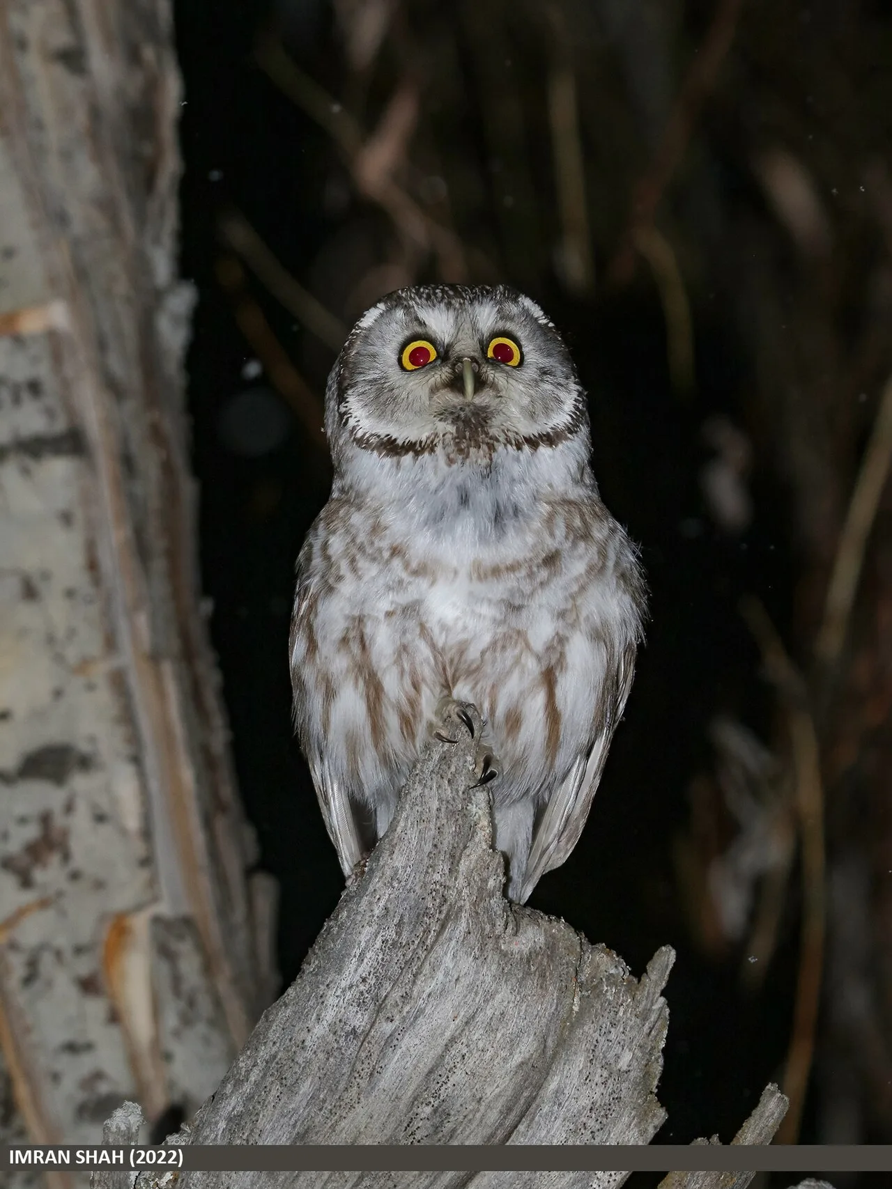 Boreal owl