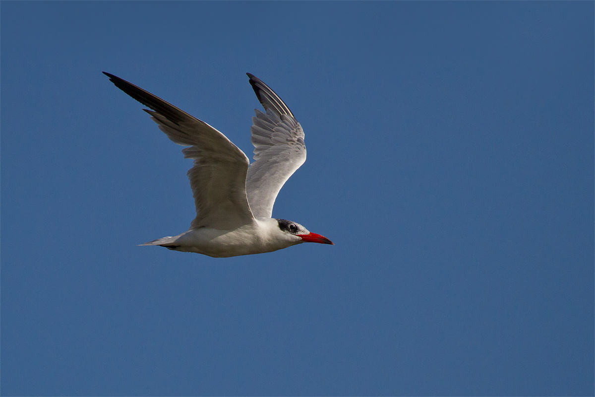 Caspian tern
