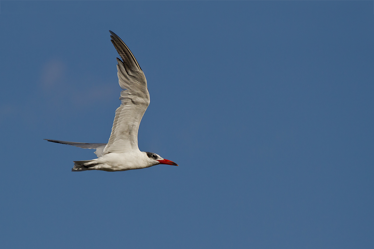 Caspian tern