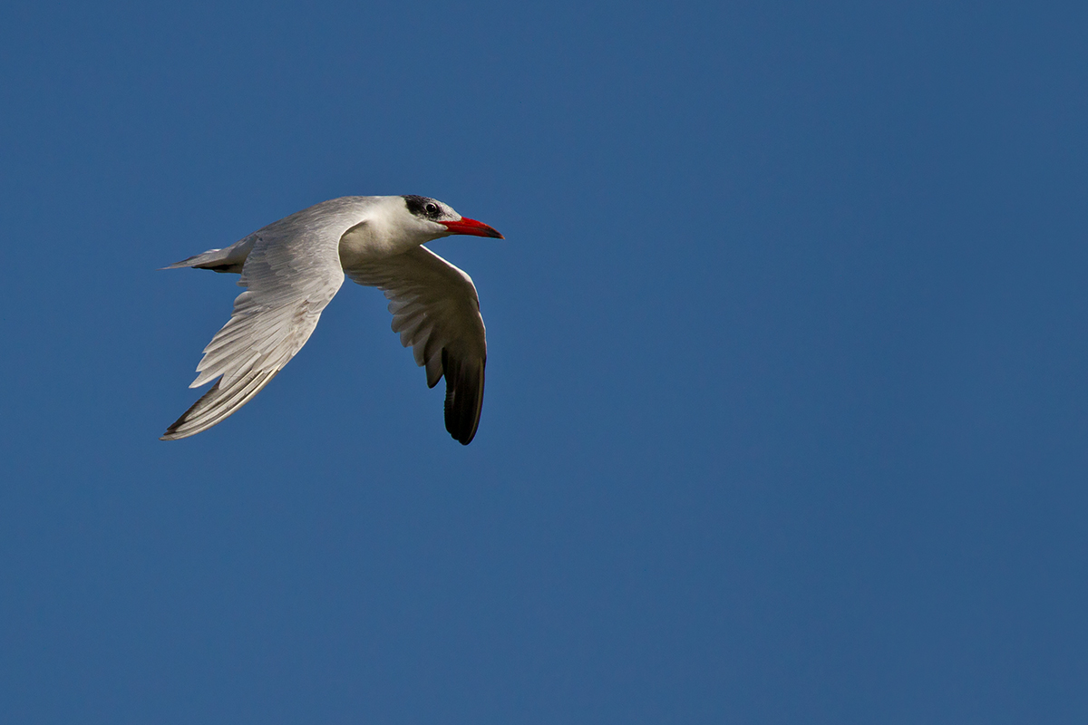 Caspian tern