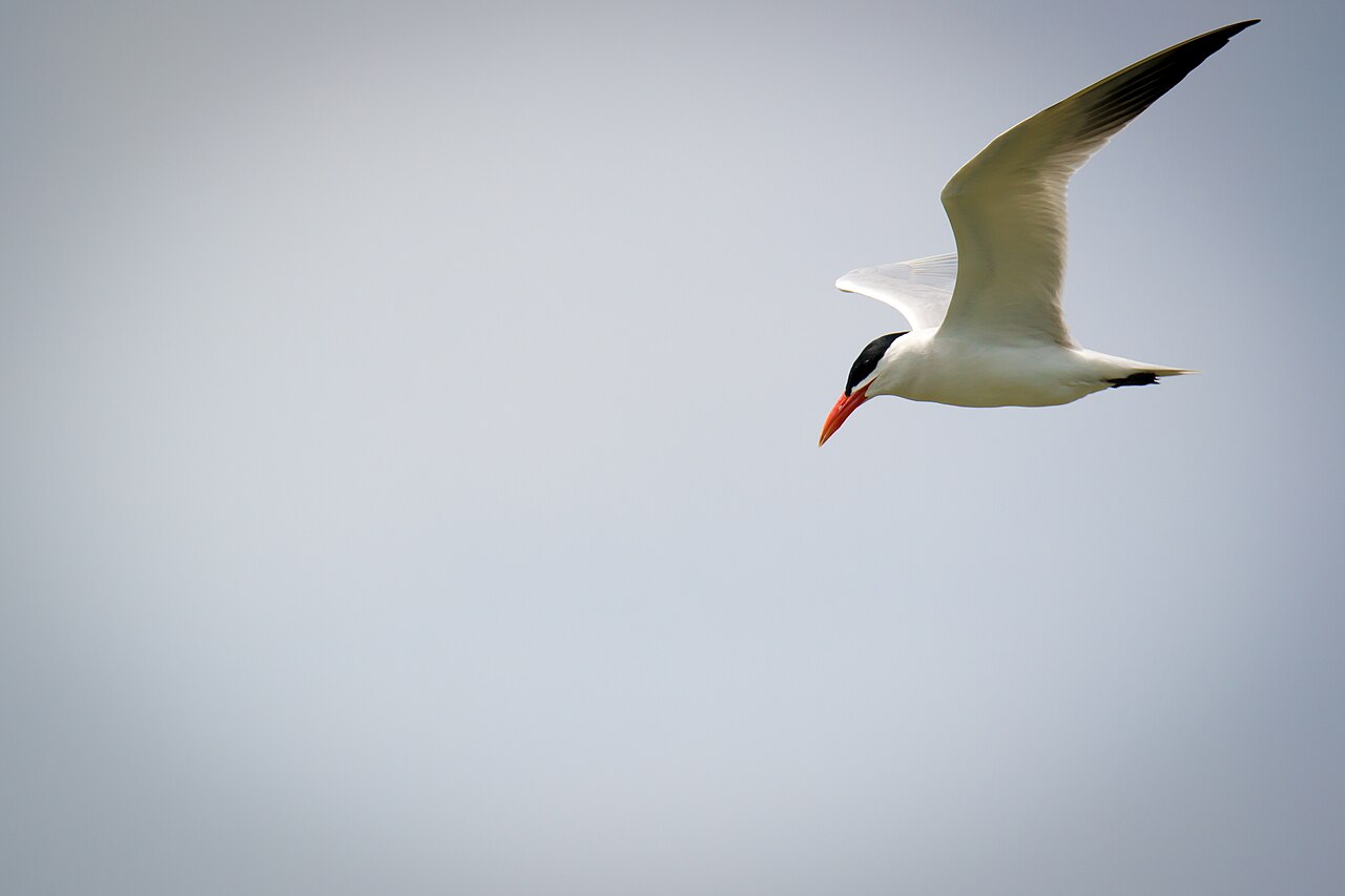 Caspian tern