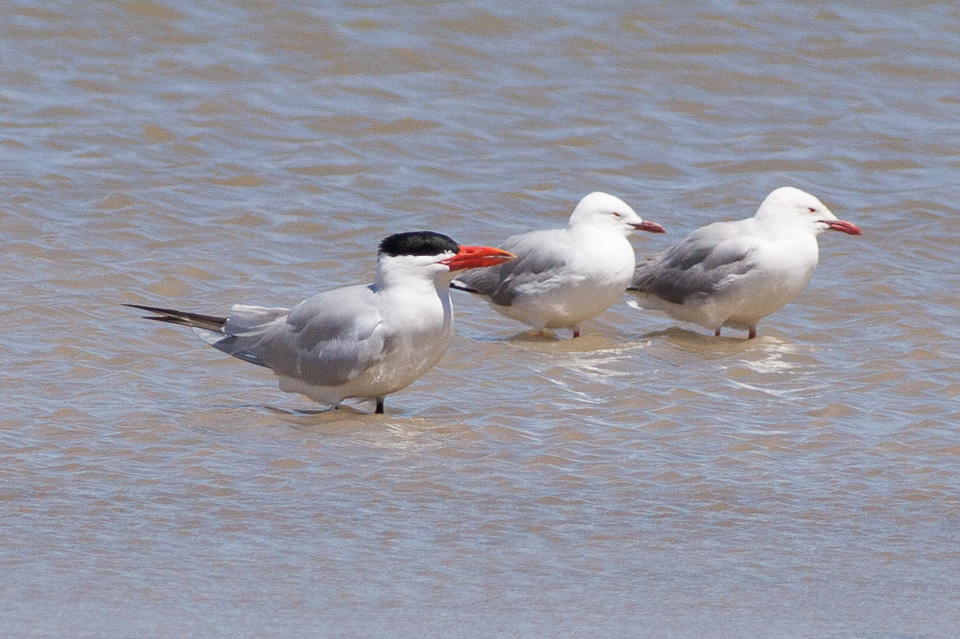Caspian tern