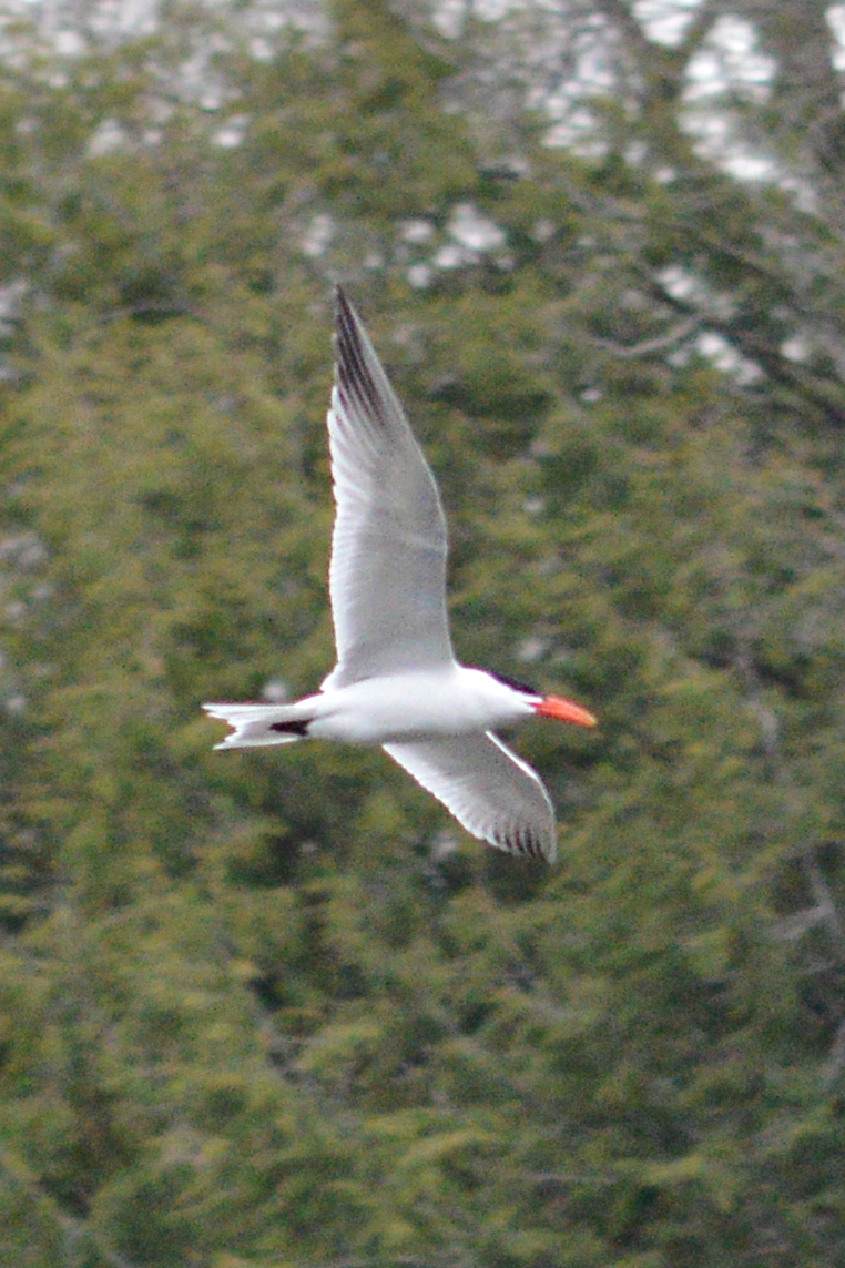 Caspian tern
